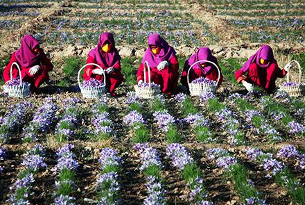 تلاش ها برای افزایش کشت زعفران در افغانستان 