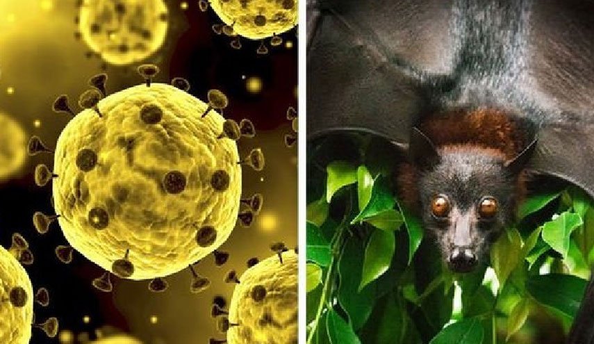 خط بطلان سازمان جهانی صحت بر ساختگی بودن ویروس کرونا/ مبدا کرونا در چین و به احتمال زیاد خفاش ها مخزن اکولوژیکی آن هستند 
