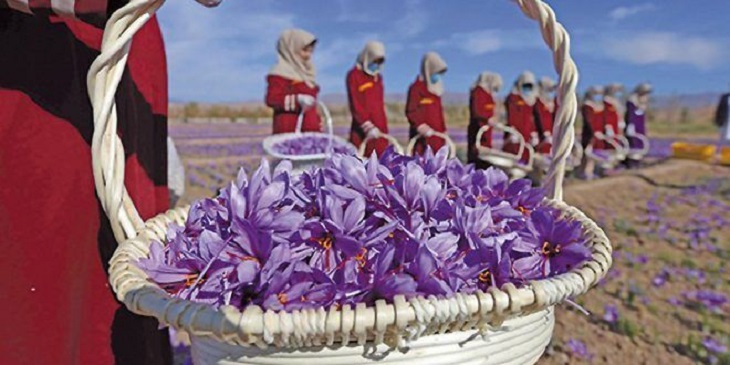 پیشنهاد وزیر کشاورزی به نام «روز ملی زعفران» در تقویم