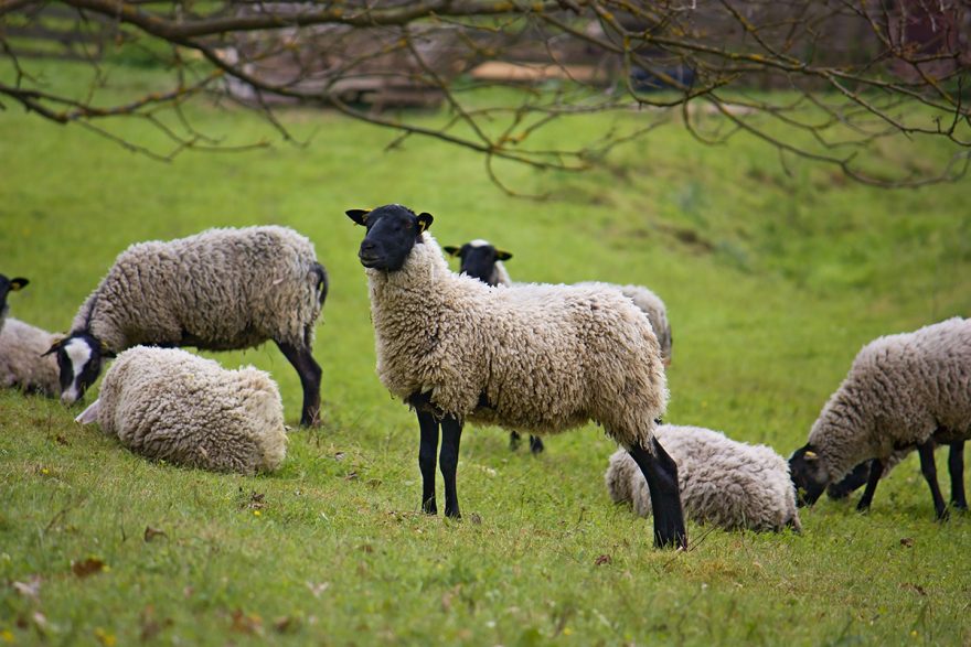  طالبان پس از شکست در ولایت سرپُل، گوسفندان مردم را دزدیدند