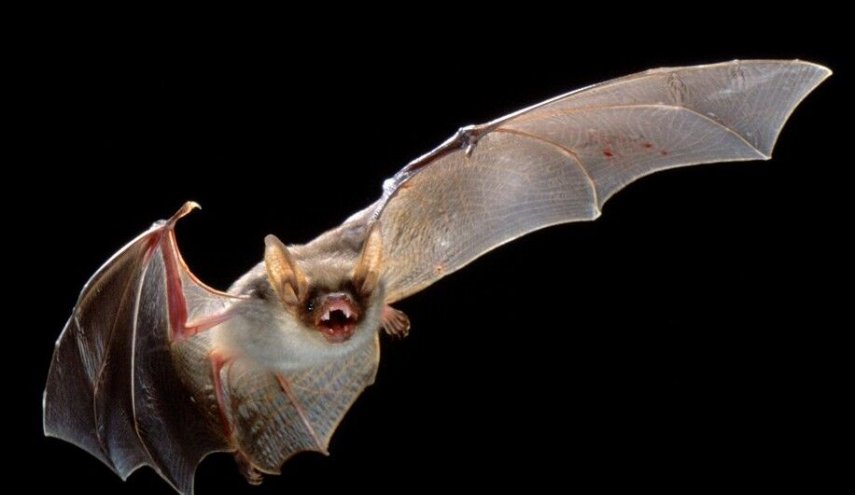  «خفاش» منشا ویروس کرونا اعلام شد 