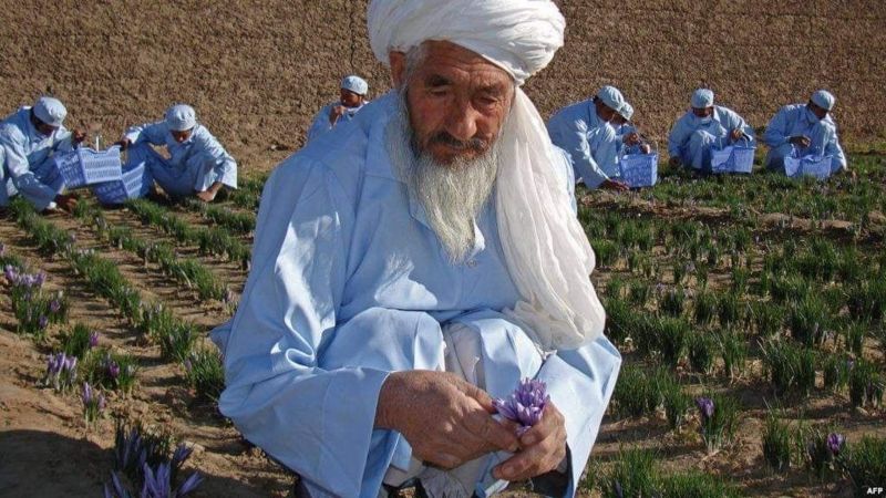 محمد اکبر بابای زعفران افغانستان درگذشت