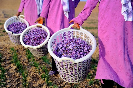 کاهش 50 درصدی بهای زعفران در هرات