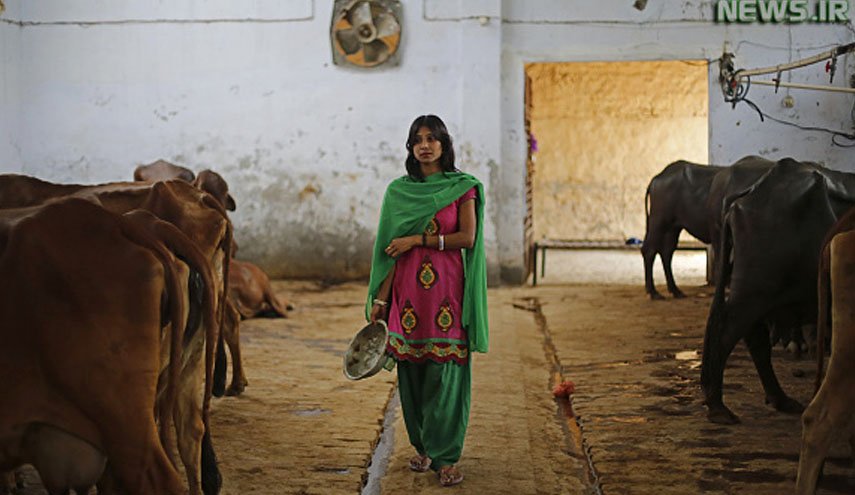  ریختن ادرار گاو در دهان بیمار کرونایی بستری شده در هند + عکس 